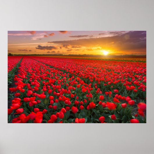 花 |植物園オランダ ポスター (正面)