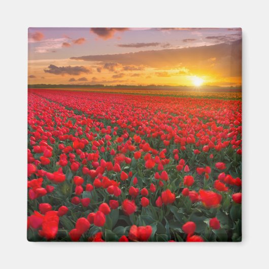 花 |植物園オランダ マグネット (正面)