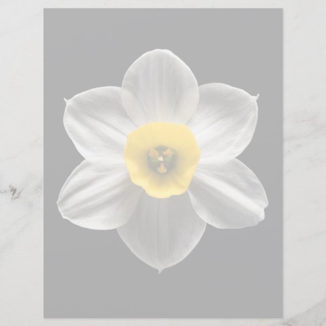 花 |水仙の花 (正面)