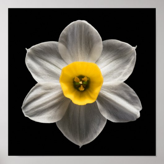 花 |水仙の花 ポスター (正面)
