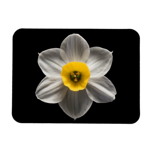 花 |水仙の花 マグネット (横)
