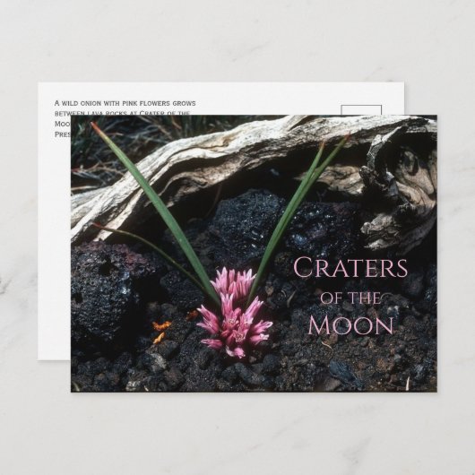 花、溶岩、月のクレーターと野生のタマネギ ポストカード (正面/裏面)