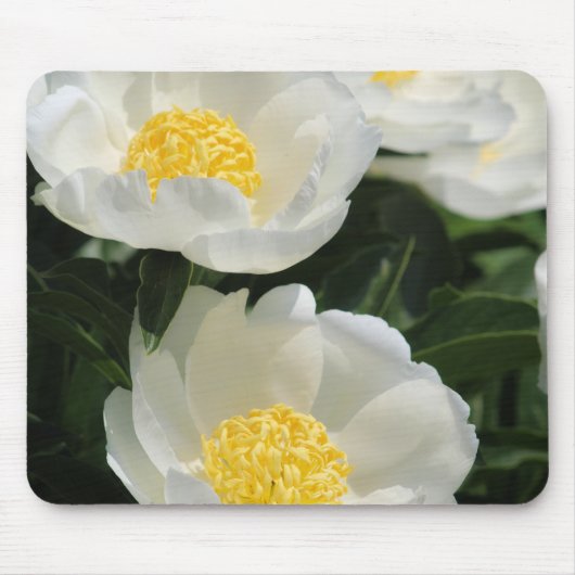 花、牡丹 マウスパッド (正面)