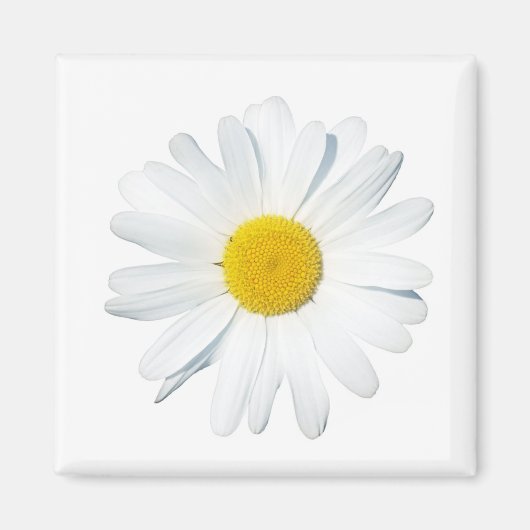 花 |独身のデイジー マグネット (正面)