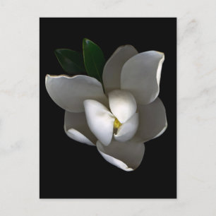 花 白い独身のマグノリアの花 ポストカード