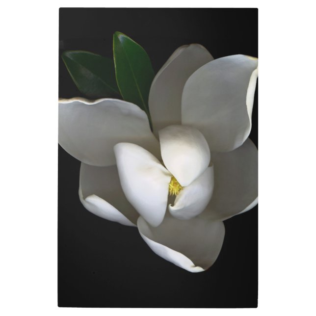 花 |白い独身のマグノリアの花 メタルプリント (正面)
