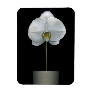 花 白い蘭の花 マグネット