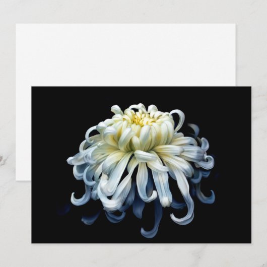 花 |白菊 サンキューカード (正面/裏面)