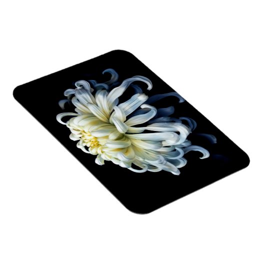 花 |白菊 マグネット (右側)