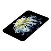 花 |白菊 マグネット (左側)