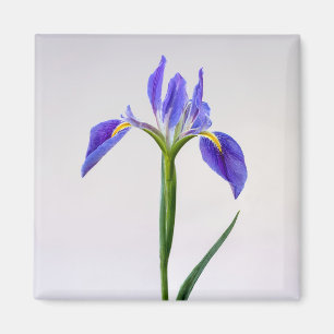 花 紫色の虹彩花 マグネット