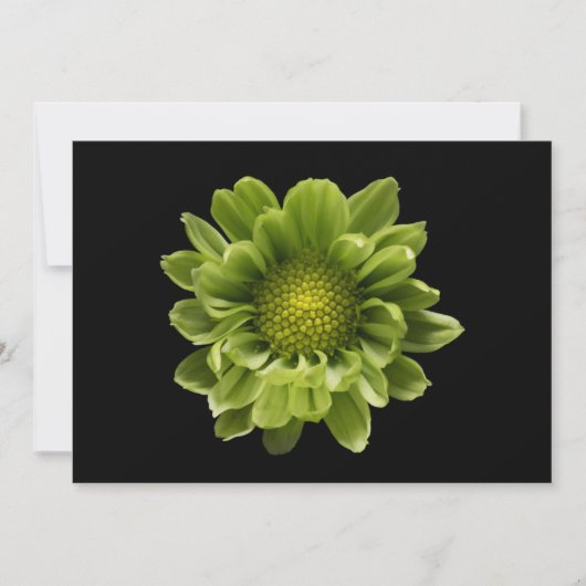 花 |緑の菊 サンキューカード (正面)