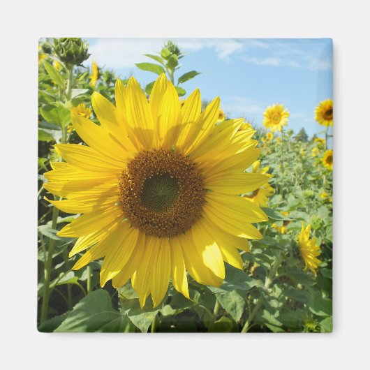花, 自然, ヒマワリ, 夏, 開花, 植物, マグネット (正面)