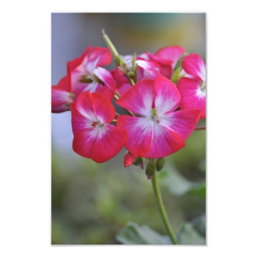 花、花 フォトプリント            (正面)