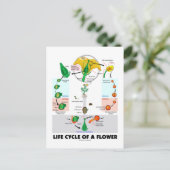 花（被子植物）のライフサイクル ポストカード (スタンド正面)
