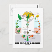 花（被子植物）のライフサイクル ポストカード (正面/裏面)
