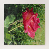 花, 赤, 花びら, バラ, 自然, 開花, 花柄, ジグソーパズル (横)