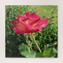 花, 赤, 花びら, バラ, 自然, 開花, 花柄, ジグソーパズル