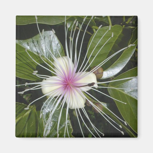 花 開花 植物 色鮮やか デザイン 面白い アート マグネット (正面)