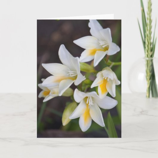 花#1668 カード (正面)