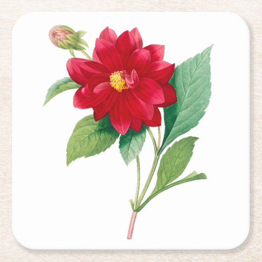 花： A010 Dhalia Doble - スクエアペーパーコースター (正面)