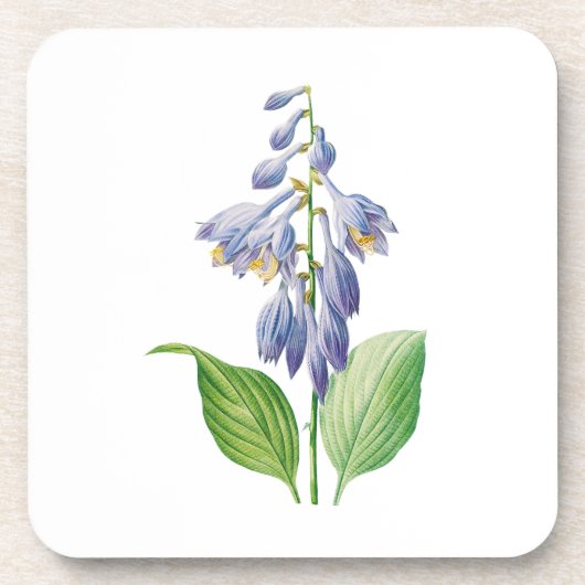 花： A012 Daylily - コースター (正面)