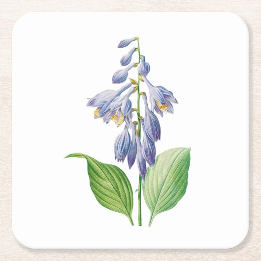 花： A012 Daylily - スクエアペーパーコースター (正面)