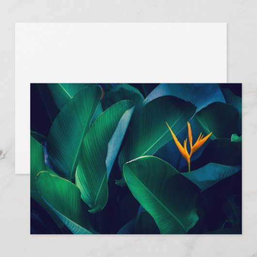 花 | Bird of Paradise サンキューカード (正面/裏面)