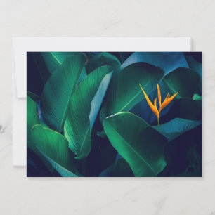 花 Bird of Paradise サンキューカード