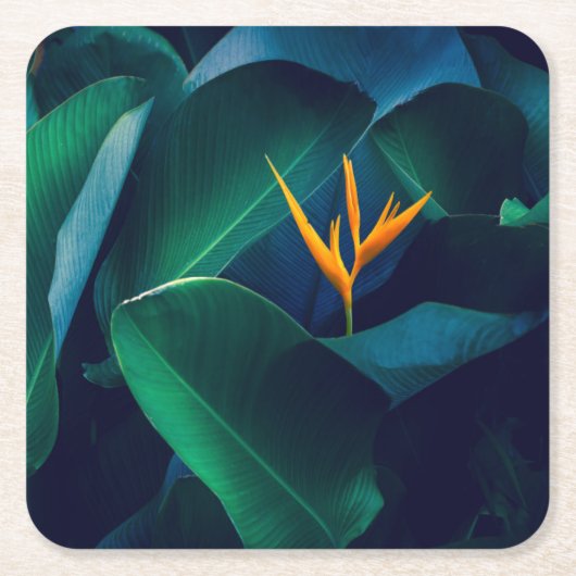 花 | Bird of Paradise スクエアペーパーコースター (正面)