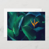 花 | Bird of Paradise ポストカード (正面/裏面)