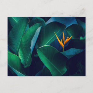 花 Bird of Paradise ポストカード