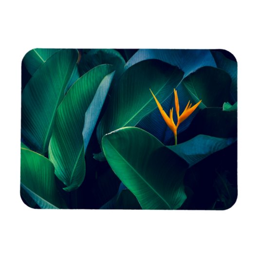 花 | Bird of Paradise マグネット (横)