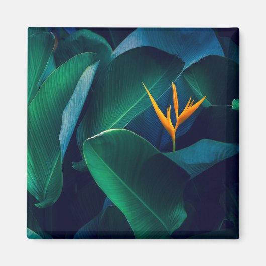 花 | Bird of Paradise マグネット (正面)