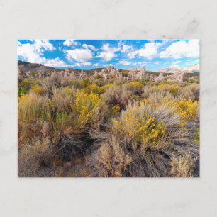 花 Blooming Sagebrush California ポストカード