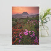 花 Chiang Dao, Chiang Mai，タイ サンキューカード (スタンド正面)