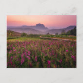 花 Chiang Dao, Chiang Mai，タイ ポストカード (正面)