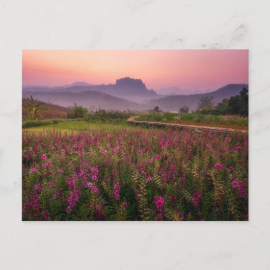 花 Chiang Dao, Chiang Mai,タイ ポストカード (正面)