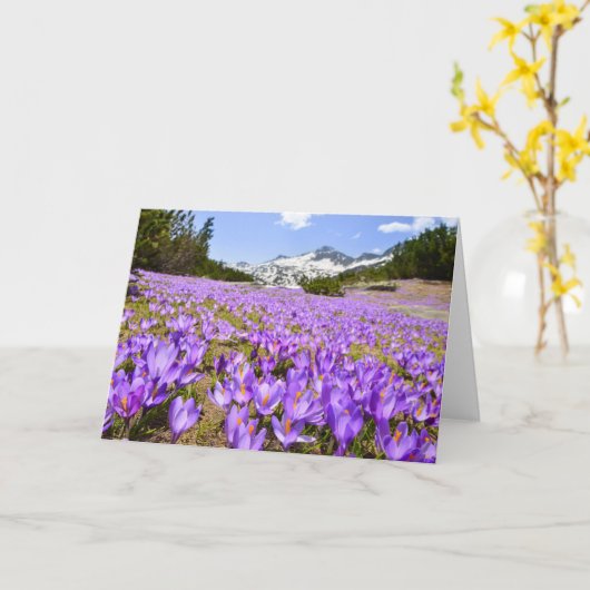 花 | Crocus Pirin Mountain Park Bulgia カード (黄色い花)
