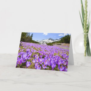 花   Crocus Pirin Mountain Park Bulgia カード