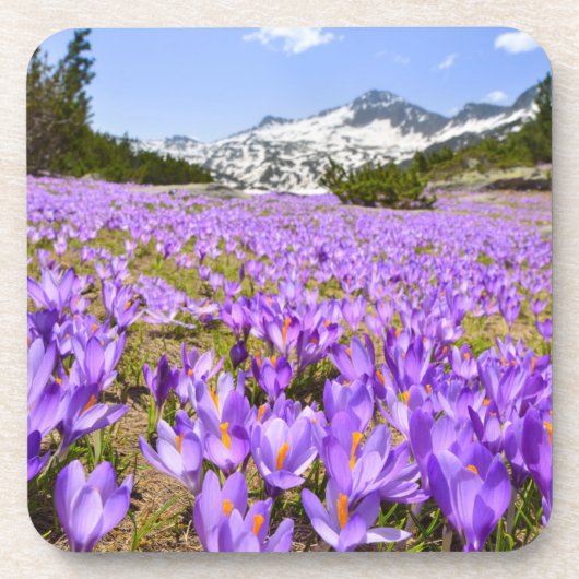 花 | Crocus Pirin Mountain Park Bulgia コースター (正面)