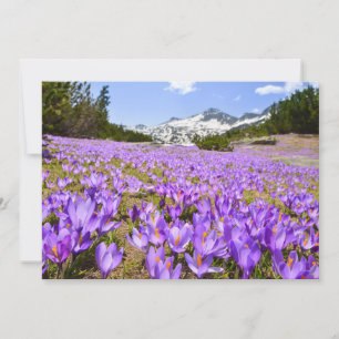 花 Crocus Pirin Mountain Park Bulgia サンキューカード