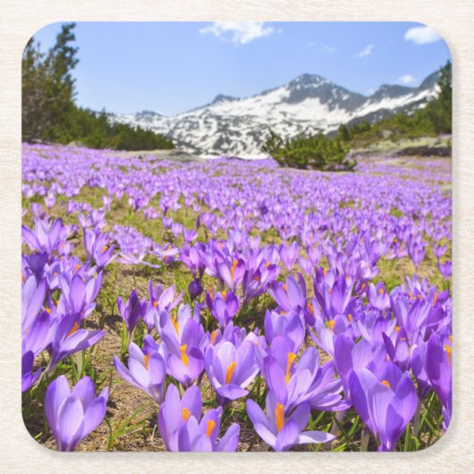 花 | Crocus Pirin Mountain Park Bulgia スクエアペーパーコースター (正面)