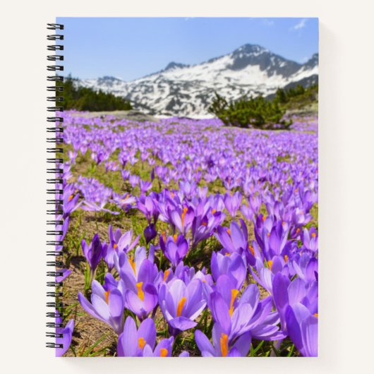 花 | Crocus Pirin Mountain Park Bulgia ノートブック (正面)