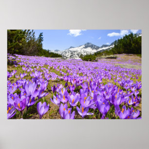 花 Crocus Pirin Mountain Park Bulgia ポスター