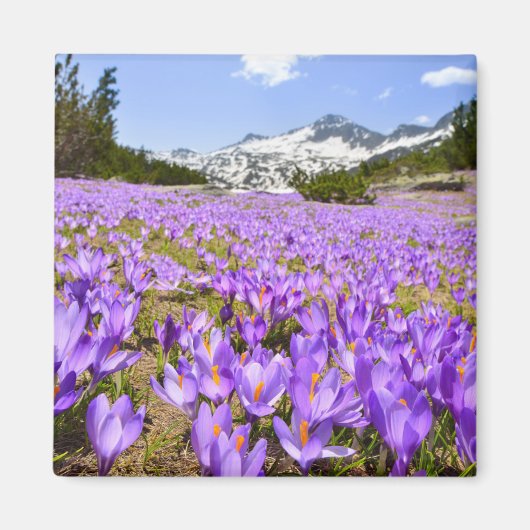 花 | Crocus Pirin Mountain Park Bulgia マグネット (正面)