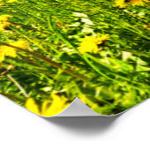 花 | Dandelion Canton of Grisons，スイス ポスター (角)