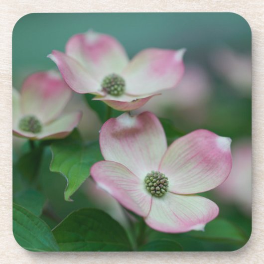 花 | Dogwoodの花 コースター (正面)