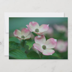 花   Dogwoodの花 サンキューカード