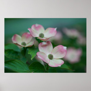花 Dogwoodの花 ポスター